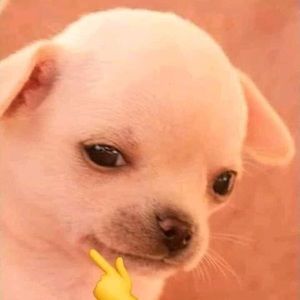 Meet your Posher, William